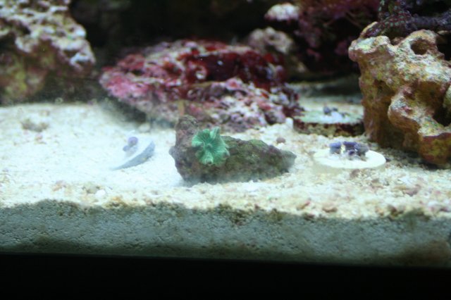new corals 007.JPG