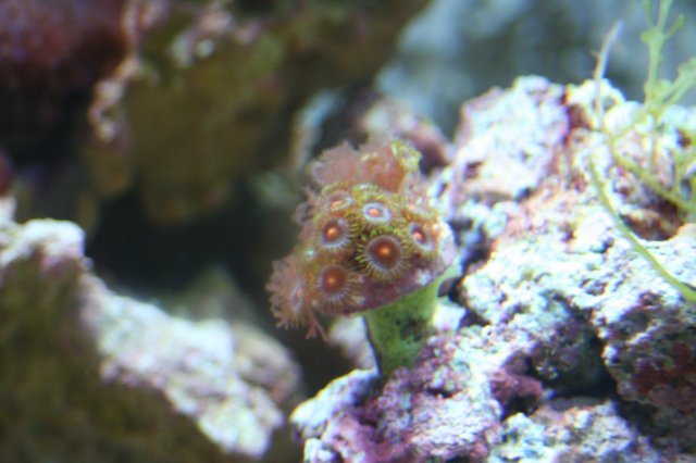 new corals 016.JPG