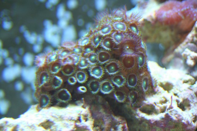 new corals 019.JPG
