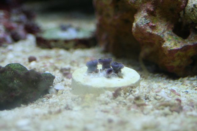 new corals 021.JPG