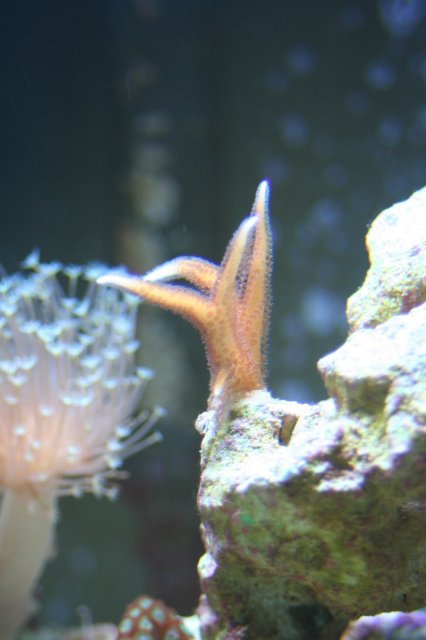 new corals 024.JPG