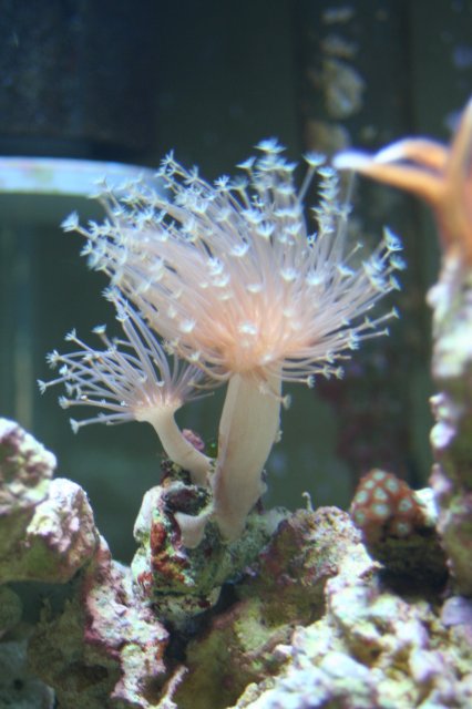 new corals 025.JPG