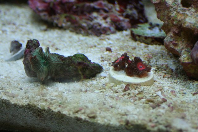 new corals 001.JPG