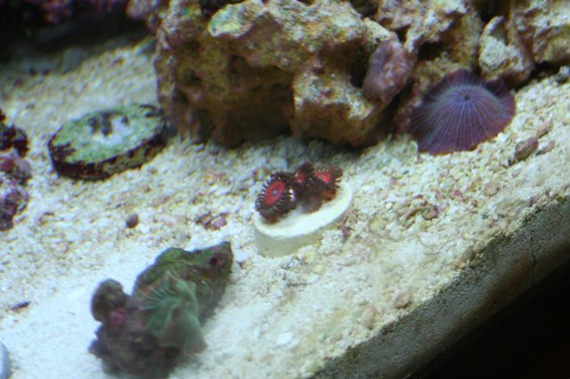 new corals 003.JPG