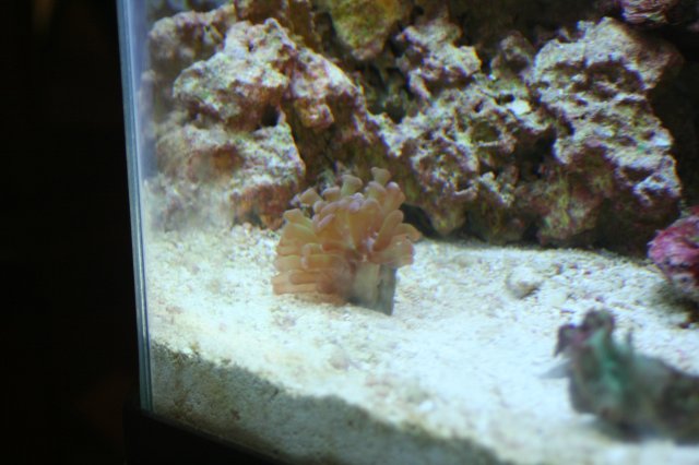new corals 004.JPG