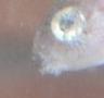 gudgeon mouth.jpg