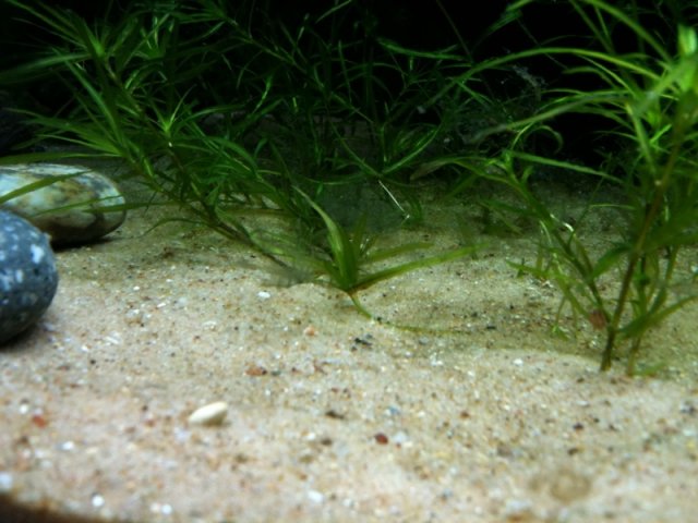 guppy grass 1.jpg