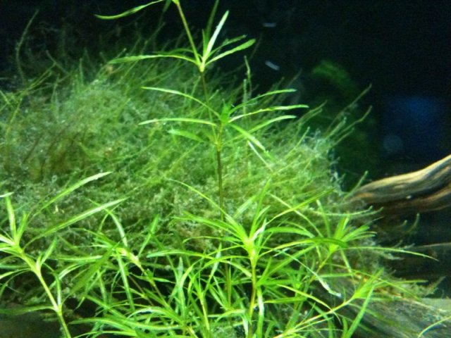 guppy grass and moss.jpg