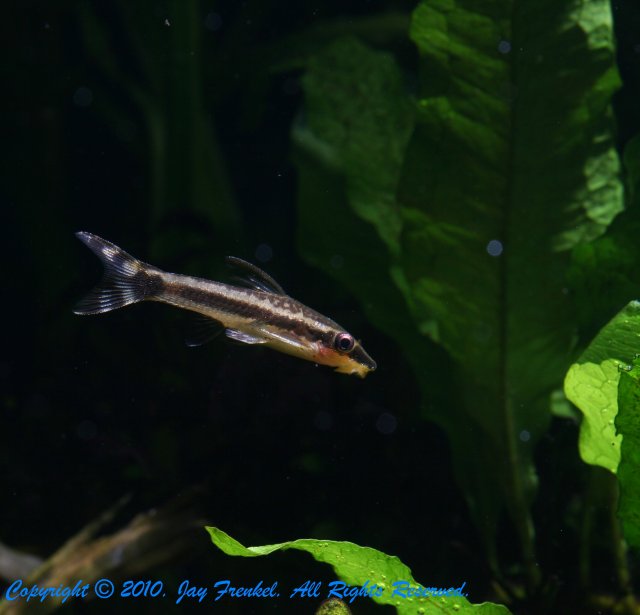 otocinclus.jpg