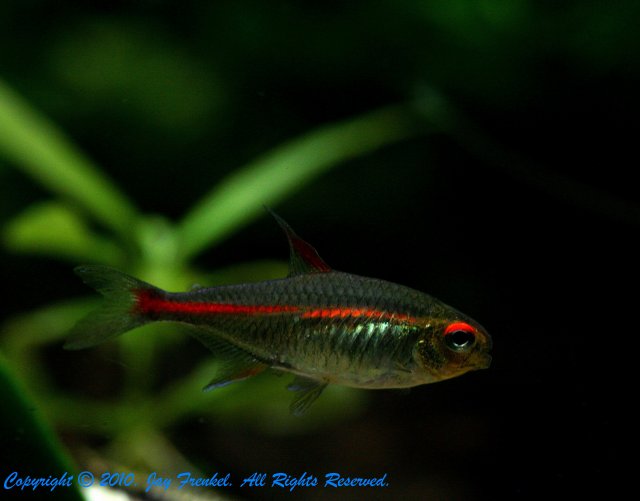 glowlight tetra.jpg