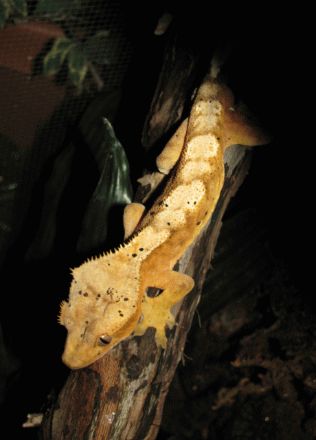 Male-Crested2.gif