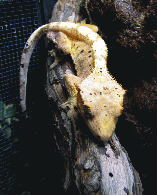 Male-Crested4.gif