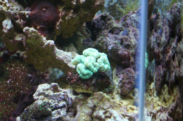 new corals 013.JPG new corals 013.JPG