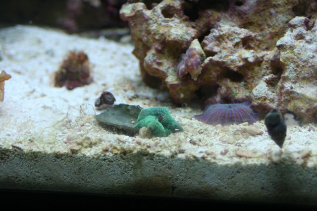 new corals 014.JPG