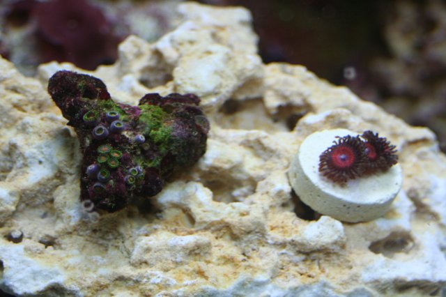 new corals 016.JPG new corals 016.JPG