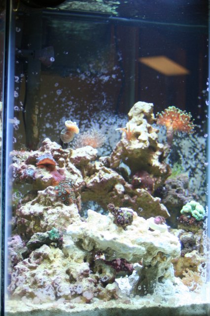 new corals 022.JPG