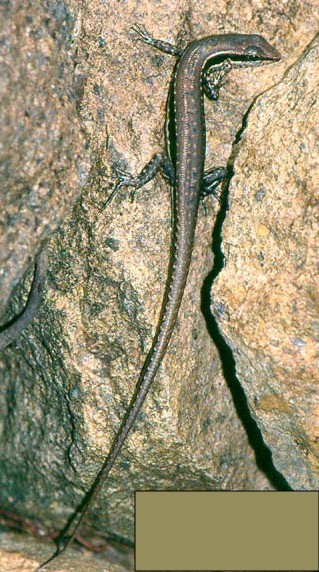 reptilegame.jpg