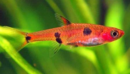 fishyfishy.jpg