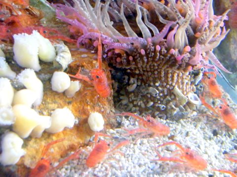 krill 2.JPG