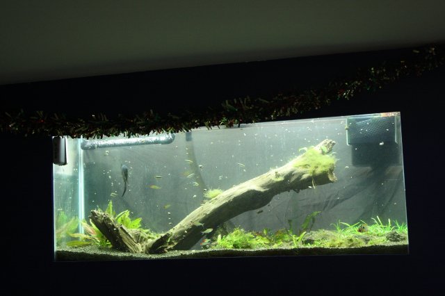 Fish 147.JPG