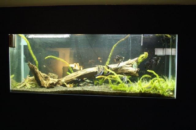55gal 004.JPG