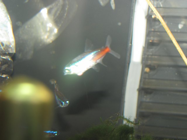 strange growth 1.jpg