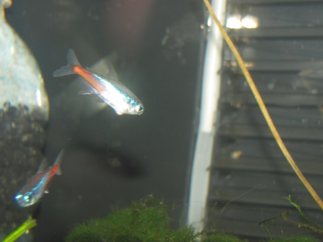 strange growth 2.jpg