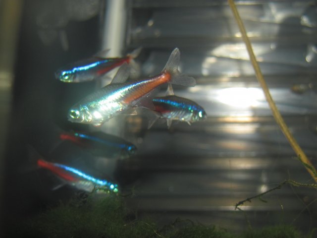 strange growth 3.jpg