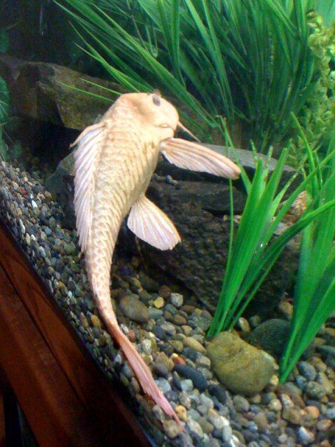 albino pleco.jpg