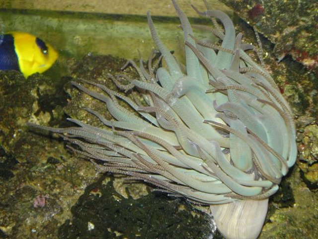 anemone1.JPG