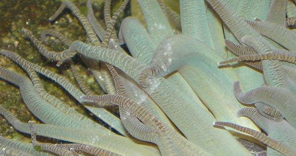 tentacles2.JPG