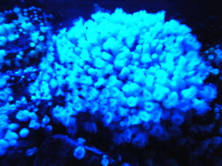 led.1.JPG