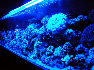 led.2..JPG