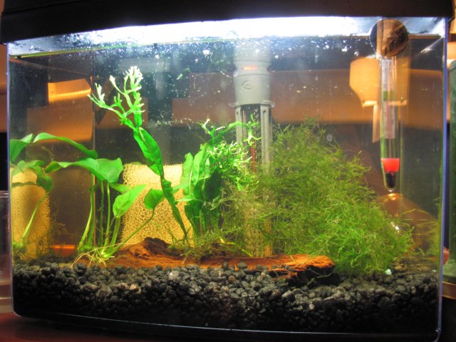 Dan's tank full 1.jpg
