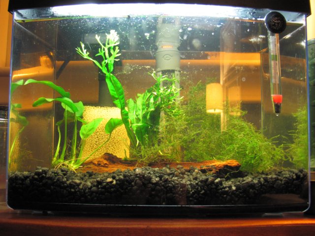 Dan's tank full 2.jpg