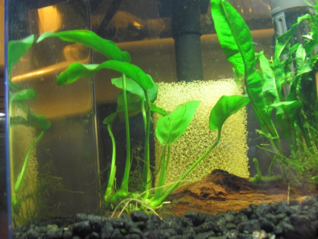 Anubias 1.jpg