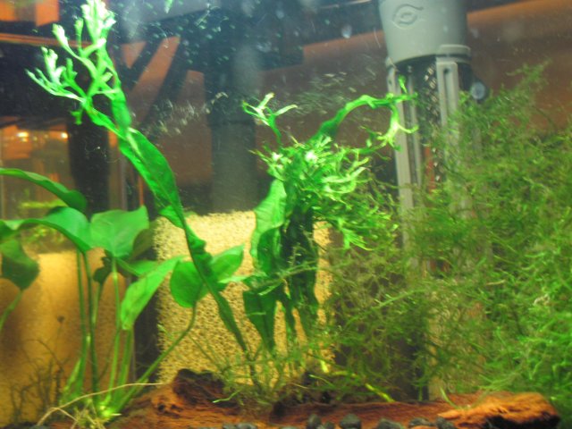 Java lace fern 1.jpg