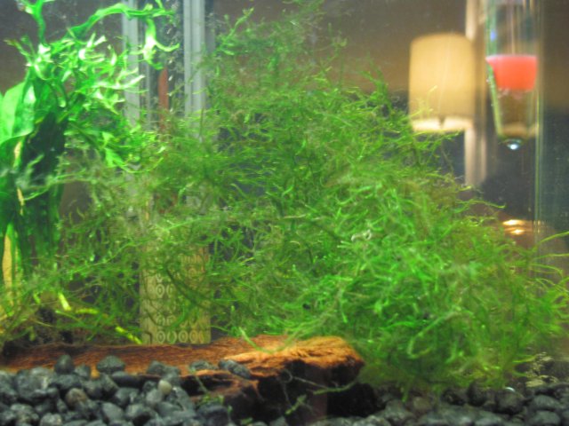 Java moss 1.jpg
