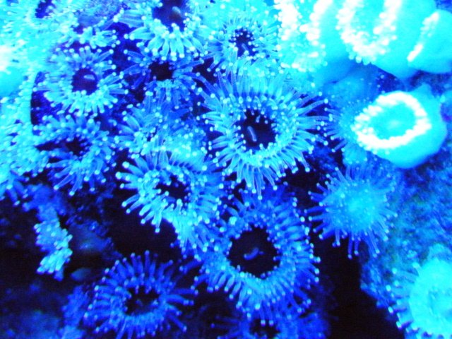 led.8..JPG