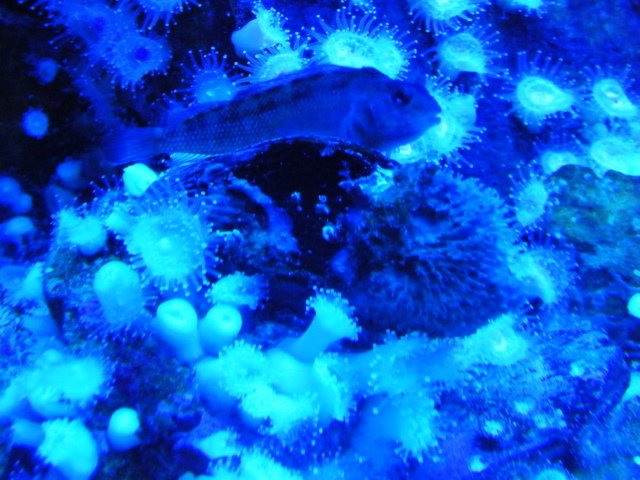 led.9..JPG