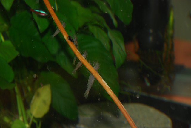 camera practice with speedflash 075.jpg