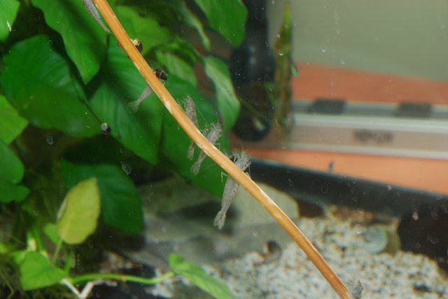 camera practice with speedflash 092.jpg