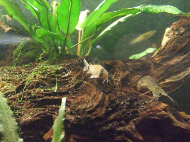 Jan. 3, panda and shrimp.jpg