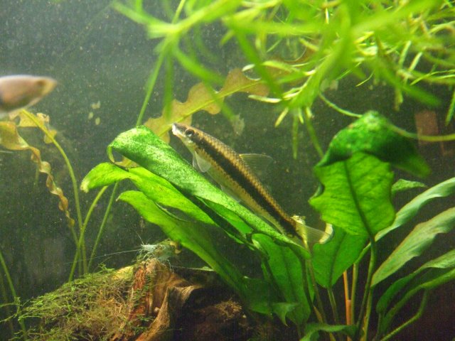 Jan. 3, SAE on Anubias.jpg Jan. 3, SAE on Anubias.jpg