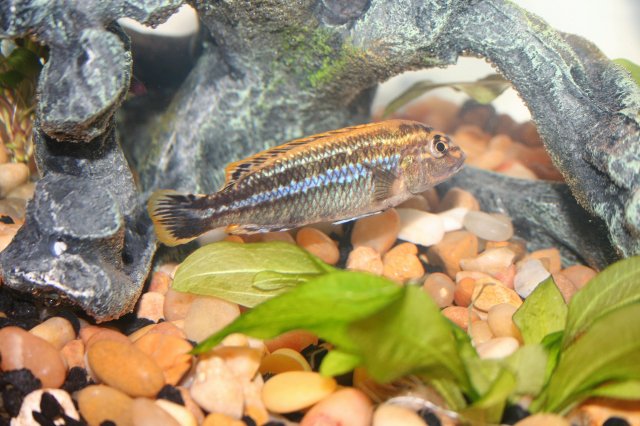 fishies 027.jpg