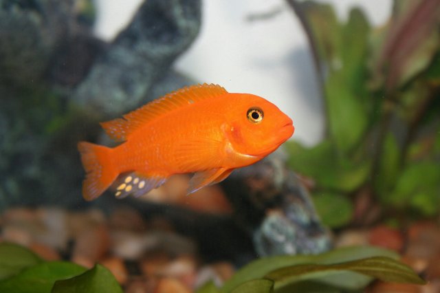 fishies 019.jpg