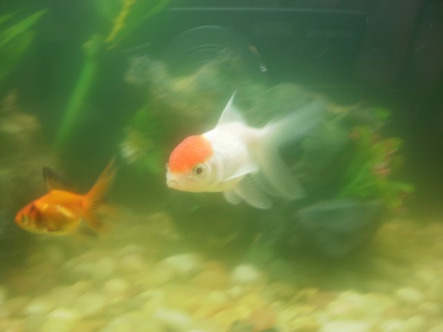 Fish 010.JPG