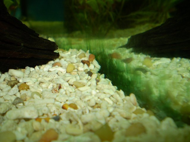 algae 2.JPG algae 2.JPG