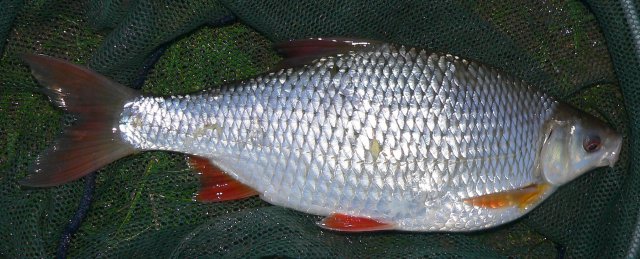 fish.JPG