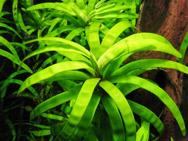 Eichornia diversifolia.jpg Eichornia diversifolia.jpg